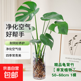 年宵花富贵竹龙鳞春羽水培植物春节过年装饰绿萝盆栽花卉绿植年货 精品龟背竹50-60cm【1棵】送营养液