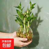 迷你富贵竹观音竹文昌竹水培植物室内客厅桌面办公室带根绿植 1支招财竹整体高度约10-15cm 带根发货