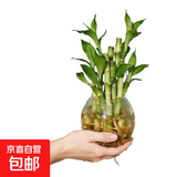 迷你富贵竹观音竹文昌竹水培植物室内客厅桌面办公室带根绿植 2支招财竹整体高度约10-15cm 带根发货