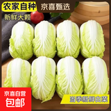 2025新鲜黄心大娃娃菜大白菜蔬菜辣白菜酸菜包心菜黄心白菜 新鲜娃娃菜5斤