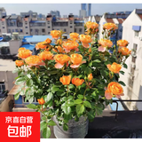 月季花苗四季开花带花苞特大花卉爬藤小苗室内外阳台盆栽蔷薇玫瑰 果汁阳台【大花四季】老兵 不含盆