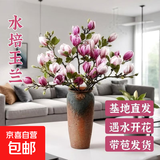 【真玉兰】水培玉兰花干枝带花苞鲜切耐寒好养室内植物紫玉兰 【60-80cm】混色玉兰【花苞发货】 8枝+肥料