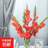 【富贵竹+剑兰】剑兰步步高鲜花水培鲜切花唐菖蒲礼物乔迁送礼 剑兰红色5枝（60-65cm)