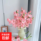 【富贵竹+剑兰】剑兰步步高鲜花水培鲜切花唐菖蒲礼物乔迁送礼 剑兰粉色5枝（60-65cm)