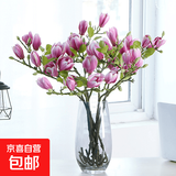 【玉兰】水培切枝花卉带花苞遇水开花室内植物好养绿植净化空气 紫玉兰鲜枝60-80厘米5枝(带花苞)开花多多