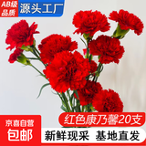AB级优质香水百合鲜花水培插花家庭生活水养鲜切玫瑰云南产地直发 红色康乃馨20枝