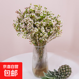 【澳洲腊梅】年宵花鲜切花家用水养插花云南直发鲜花束花期长真花 白色腊梅1扎（约200g）