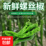 【东东买菜】新鲜薄皮肉厚香辣螺丝椒新鲜采摘青椒虎皮辣椒 新鲜福建螺丝椒净重1.8斤
