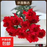 【康乃馨】花店同款鲜花云南昆明基地直发七夕节礼物送妈妈鲜切花 红色康乃馨10支