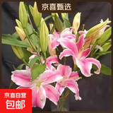 A级百合鲜花云南昆明基地直发混搭七夕节礼物家居摆件供佛 索尔邦粉百合26-30朵（小头品种介意大小勿拍）