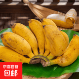 京喜加广西小米蕉当季水果小鸡米蕉新鲜自然熟香蕉产地直销兰和 2斤装带箱重