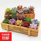 多肉植物带盆绿植花卉盆栽贵货老桩群生玉树玉露仙人掌肉 10颗多肉植物+木栅栏盆+土