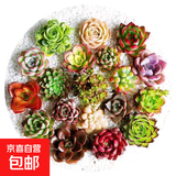 多肉植物带盆绿植花卉盆栽贵货老桩群生玉树玉露仙人掌肉 10颗多肉植物盲盒【品种不重复】
