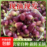 现摘七彩椒新鲜小辣椒蔬菜农家特产广东广西五彩椒泡椒可腌制剁椒 3斤