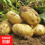 山东新鲜黄心土豆农家自种黄皮马铃薯黄心洋芋新鲜蔬菜 山东黄心大豆大果4斤 含箱