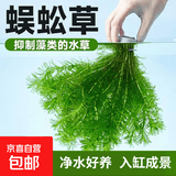 蜈蚣草水草植物懒人鱼缸真水草造景水培阴性净化水质生态 蜈蚣草2颗