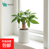 发财树盆栽绿植室内客厅桌面净化空气迷你摆件懒人好养花卉植物 单杆发财树+方格泡泡树脂吸水盆