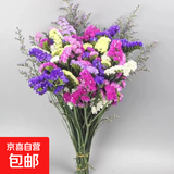 【勿忘我】花店同款七夕节礼物鲜花鲜切花束真花客厅插花摆件送人 勿忘我2束（2-5个颜色）约400g效果更好