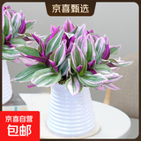 婚礼油画室内办公室花卉绿植好养紫叶吊兰观叶耐阴植物 （单盆装）油画配小蛮腰吸水盆