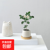迷你盆栽绿植室内桌面办公室好养花卉小盆景四季常青植物净化空气 七里香-白小雪梨盆-竹底托 带盆栽好