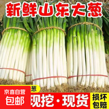 正宗山东大葱精品新鲜甜脆山东铁杆大葱特产蔬菜 新鲜大葱【2斤】
