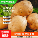 【东东农场专供】25年山东新鲜土豆黄心黄皮马铃薯黄心土豆蔬菜 黄皮黄心土豆 2斤 净重 中大果