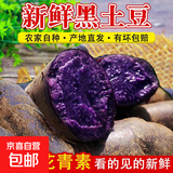 黑土豆新货紫色大土豆马铃薯黑美人土豆乌洋芋紫皮紫心新鲜黑金刚 新鲜黑土豆 3斤
