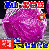 高山露天紫甘蓝新鲜紫包菜卷心菜花青素沙拉蔬菜包菜凉拌新鲜蔬菜 云南紫甘蓝（1-2个）3斤净重 【高山绿色种植】每日新鲜采收
