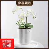 陶瓷花盆绿植盆栽家用客厅白色轻奢蝴蝶兰花盆大口径送塑料托盘 白色