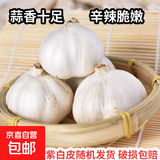 【百万单爆品】紫白皮蒜水果大蒜超市生鲜蔬菜调料即食蒜 5-6头 100g 单果3.5-5cm