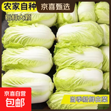 云南高原黄心娃娃菜大白菜新鲜蔬菜包心菜黄心白菜脆甜 新鲜娃娃菜5斤