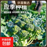 轻食西兰花绿色花菜花椰菜减脂低卡新鲜蔬菜产地批发 新鲜青花带箱4斤【西兰花】