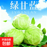 山东寿光新鲜青甘蓝卷心菜新鲜包菜青绿卷心菜手撕包菜爆炒 寿光甘蓝2斤（净重1.8斤）