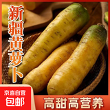 【真便宜】新疆冰糖心金黄胡萝卜水果萝卜新鲜蔬菜手抓饭直播间 黄胡萝卜 含箱5斤