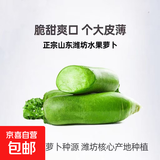 【冬吃萝卜】新鲜青萝卜腌菜必备水果萝卜真便宜超市直播间京东 新鲜青萝卜10斤 含箱