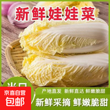 【超市品质】新鲜精品娃娃菜现砍现发小包装新鲜蔬菜生鲜产地直发 新鲜娃娃菜1*(3棵)*1包