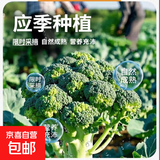 轻食西兰花绿色花菜花椰菜减脂低卡新鲜蔬菜产地批发 新鲜青花1斤【西兰花】