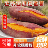 新鲜现挖沙地优质西瓜红蜜薯糖心流油空气炸锅烤红薯地瓜新鲜山芋 西瓜红蜜薯带箱1斤装 中小果