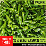 正宗江西余干小辣椒新鲜农家余干枫李家薄皮土辣椒青椒应季蔬菜 净重245g