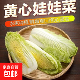 【东东买菜】霜打黄心大娃娃菜黄心菜大白菜辣白菜酸菜产地批发 大娃娃菜1斤含箱