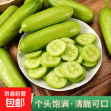 低卡早餐奶油黄瓜减脂夏季零食白玉水果黄瓜脆甜可口生鲜蔬菜 尝鲜款 4根左右 泡沫箱发货 1斤
