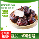 广西荔浦新鲜马蹄水果荸荠红薯即食早餐生鲜超市直播间京东包邮 新鲜水果马蹄1斤 含箱