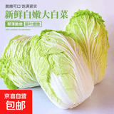 【霜打菜】新鲜大白菜黄心大白菜更甜早餐火锅超市京东包邮 河南大白菜3-5斤净重