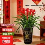 【年宵花】鸿运当头大型盆栽绿植好养凤梨客厅装饰春节送礼过年货 【落地款】特级鸿运当头5颗+咖啡色百福树脂盆 下单送肥料