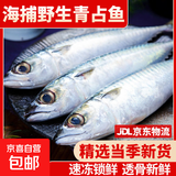 东海野生青占鱼新鲜海捕速冻鲐鲅鱼青花鱼深海海鲜水产马鲛鱼海鱼 野生海捕青占鱼3-4条一斤 5斤 家庭款 送货到家