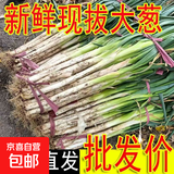 农家自种精品山东大葱特级新鲜铁杆长白葱农家毛葱香葱现挖便宜 山东大葱（带老皮）带箱 5斤