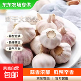 新鲜干蒜即食水果大蒜蔬菜小龙虾生蚝调料蒜 【东东农场专供】新干蒜2斤带箱净重1.8斤