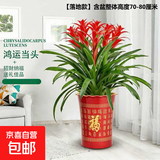 【年宵花】鸿运当头大型盆栽绿植好养凤梨客厅装饰春节送礼过年货 【落地款】特级鸿运当头5颗+红色百福树脂盆 下单送肥料