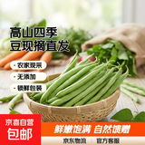 云南高山新鲜四季豆圆青豆现摘直发农家蔬菜鲜嫩饱满带箱2斤健康食材