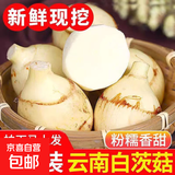 云南新鲜现挖白茨菇野生马蹄菇燕粉糯慈姑火锅蔬菜 带箱1斤小果